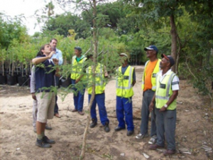 Staff on training to prune Acaceas